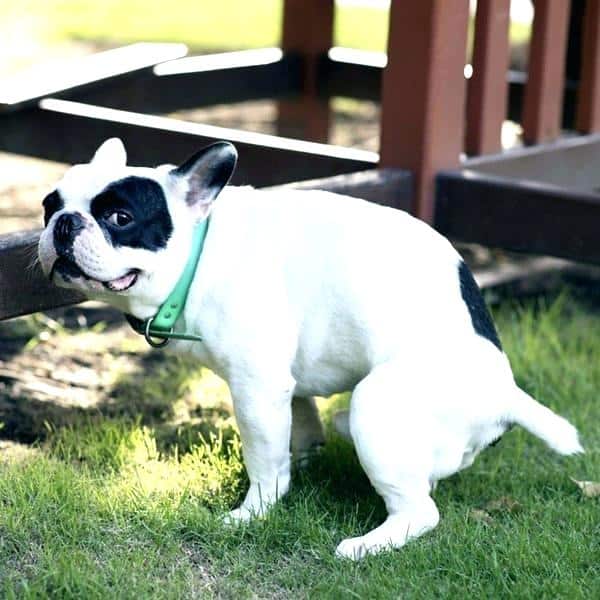 train dog poop designated area