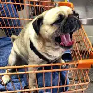Are Dogs Allowed In Home Depot Training Buster
