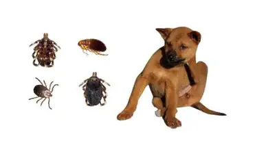 Here are facts to consider when you're wonde. How To Tell If My Dog Has Fleas Training Buster