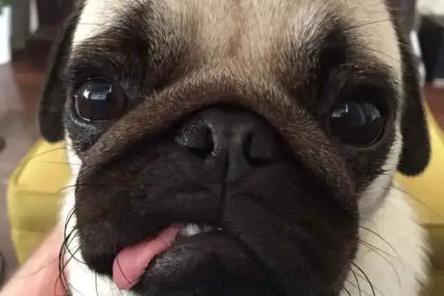 When Dose Your Pug Need A Nose Operation Training Buster