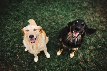 How Long Should I Exercise My Golden Retriever Puppy Training Buster