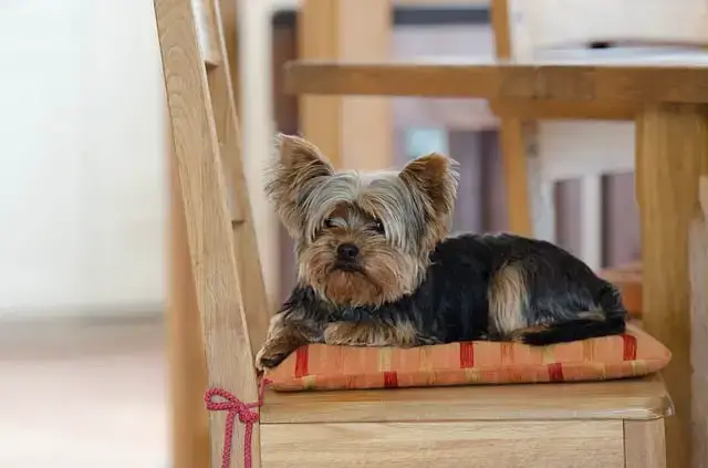 Naturally, the giant schnauzer is the largest of the three. How To Tell If A Yorkie Is Purebred Training Buster