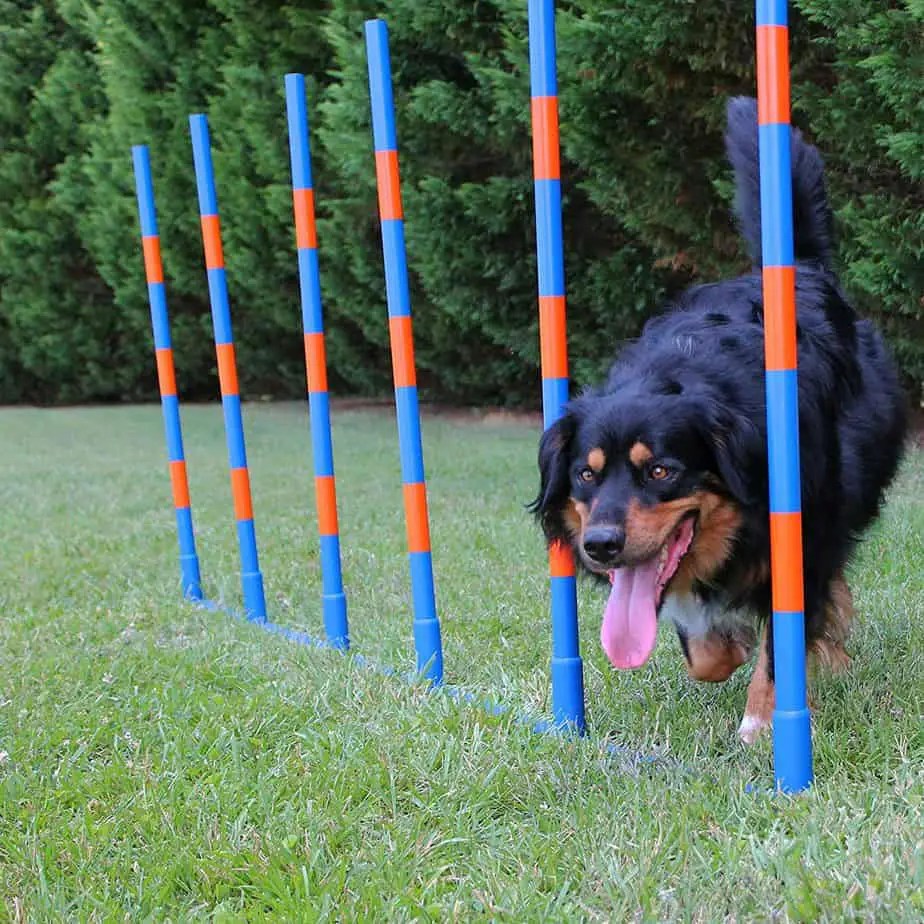 dog training supplies obedience