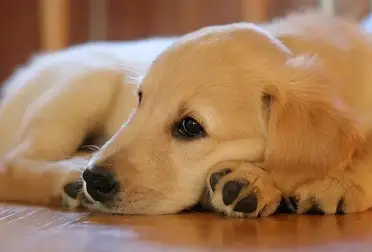 Best Age To Neuter A Golden Retriever Training Buster