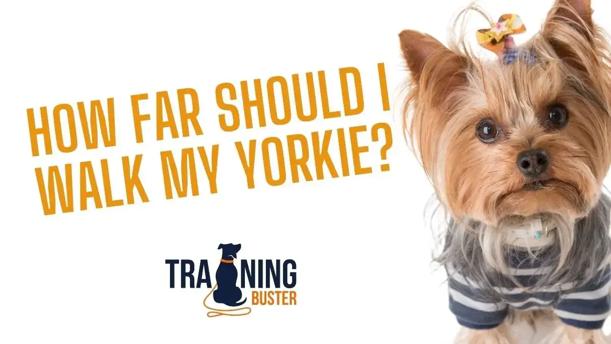 how long can i walk my yorkie