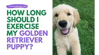 how much exercise should a golden retriever puppy get