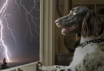 how to get dog to stop barking at window