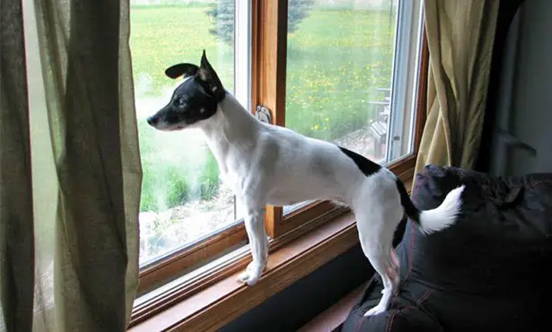 barking dog at the window