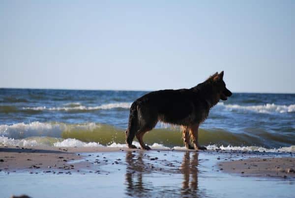 Can Sea Water Damage A Dog s Health 