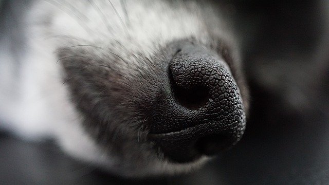 Why Does My Dogs Nose Get Dry - Training buster