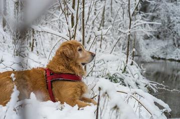 how cold can golden retrievers handle