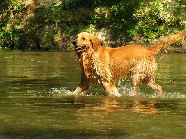 are golden retrievers good for cold weather