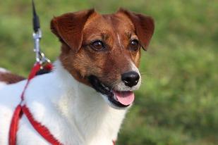 are jack russells hard to potty train