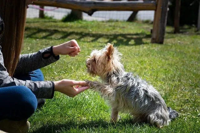 Keep up your existing tricks with your Terrier.
