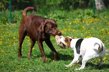 are labradors friendly with other dogs