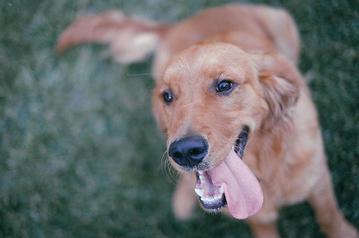 do golden retriever puppies darken