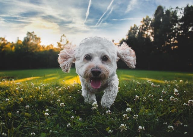 Do Cockapoo’s like to cuddle?