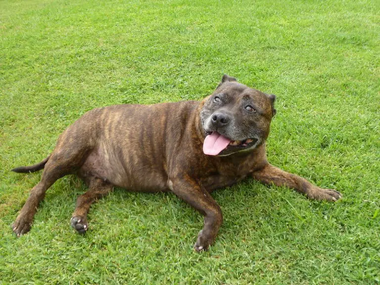 Do American Bulldogs Have Dew Claws? Training buster