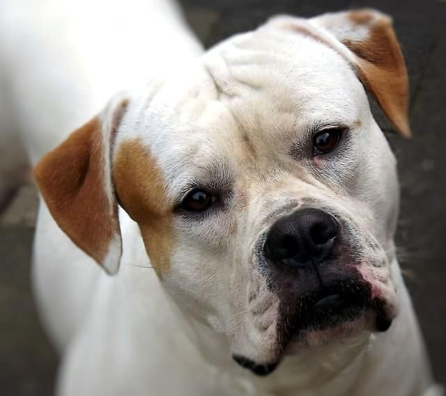 do american bulldogs have an underbite