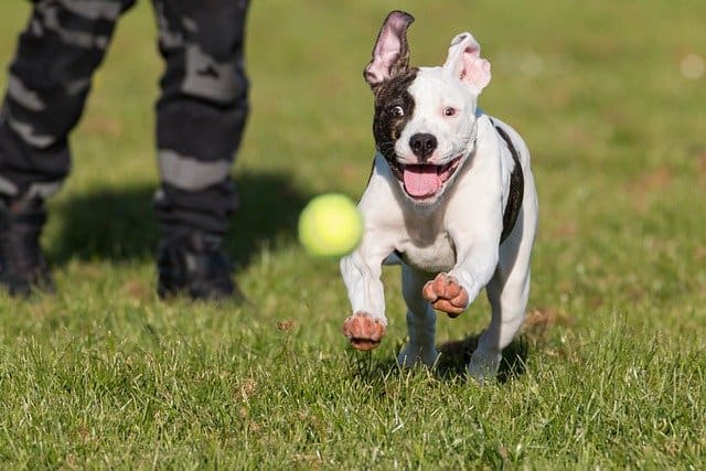 how long should you walk a american bulldog