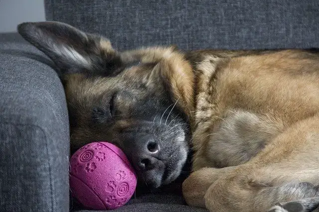 how long do german shepherds sleep