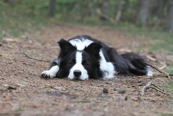 are border collies prone to separation anxiety