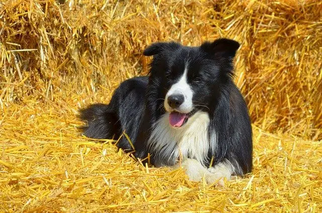 Can border collies get bloat