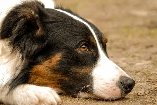 How to Tell if a Border Collie is Purebred
