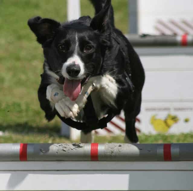 how to educate a border collie – OnlyFresh UK