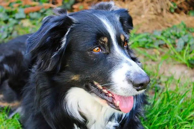 are border collies friendly or dangerous to strangers