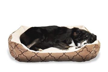 how much does a border collie sleep in a day