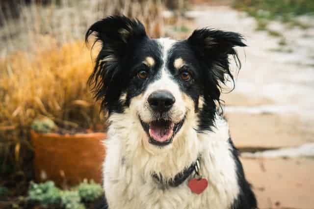 How often do Border Collies need to be groomed