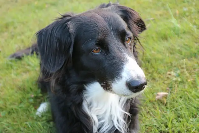 Train a Border Collie to Sit and Stay