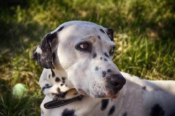 how many puppies does a dalmatian litter have