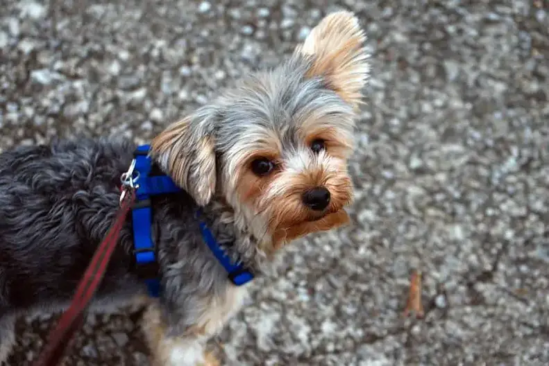 how long can i walk my yorkie