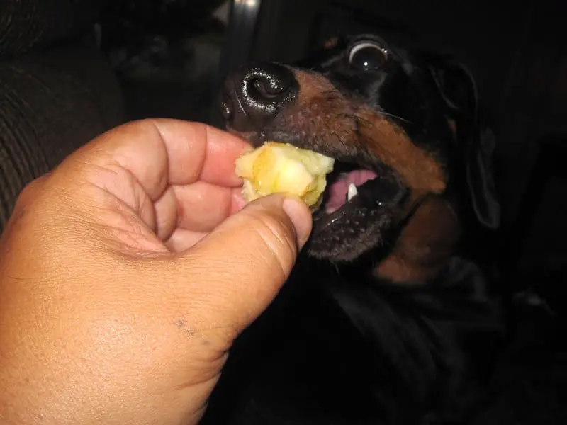 How Much Fruit Can a Dog Eat a Day? Training buster