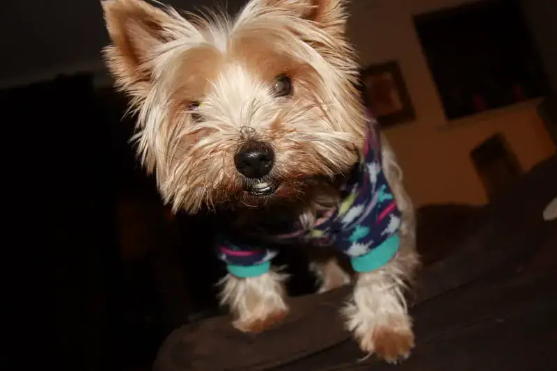 Como saber se o seu Yorkie é no Calor