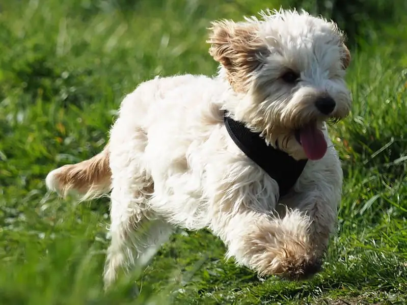 are-cavapoos-good-first-dogs