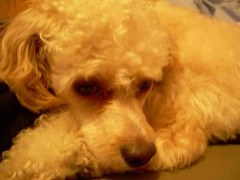 Can Cavapoos be left alone? - Training buster