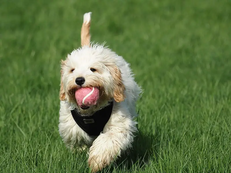 how much sleep does a cavapoo need