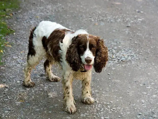 do english springer spaniels shed