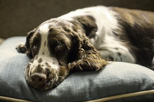 do springer spaniels bark a lot