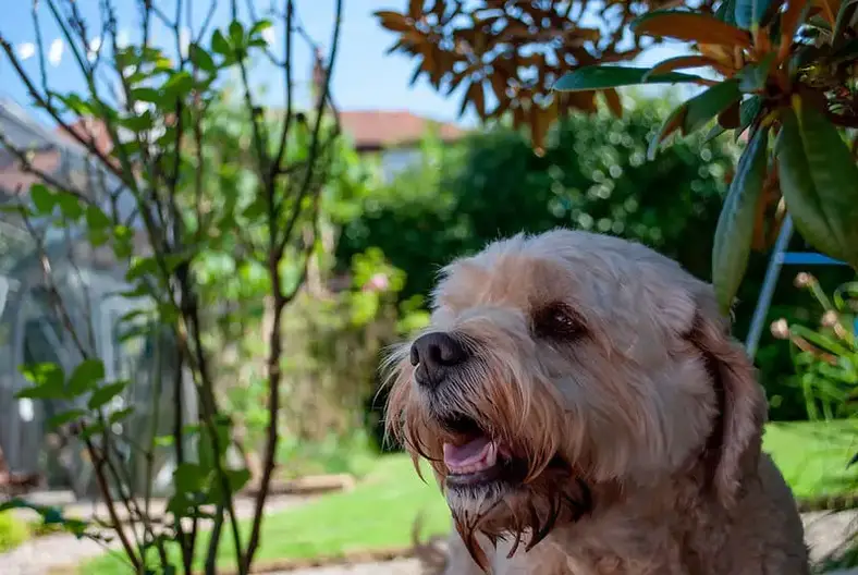 are cavapoos clingy