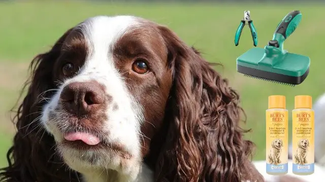 What’s the best way to groom a Springer Spaniel