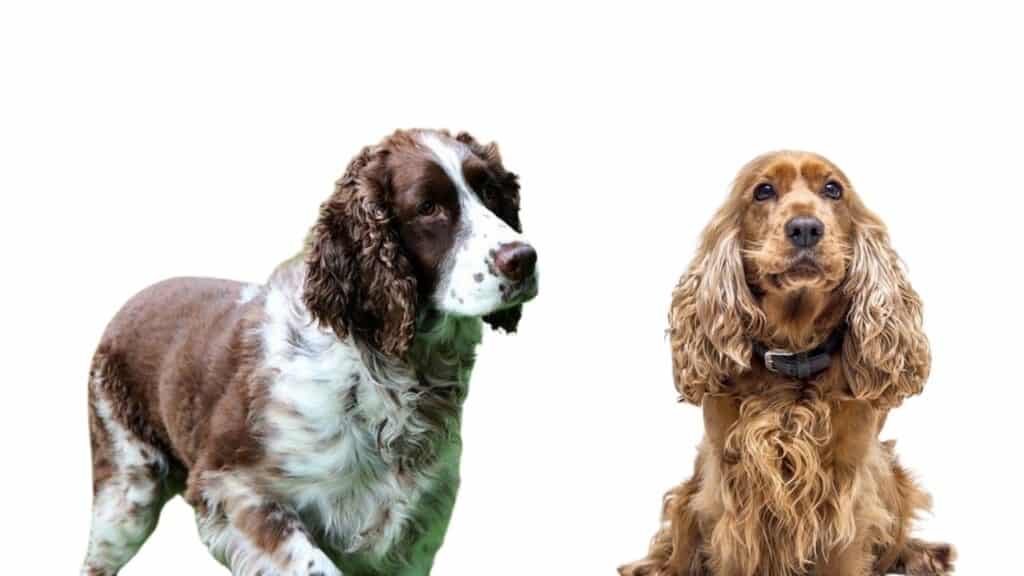 The difference between a Springer Spaniel and Cocker Spaniel ...