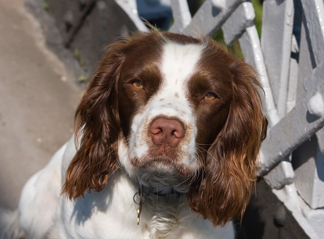 Best Harness and Lead for a Springer Spaniel