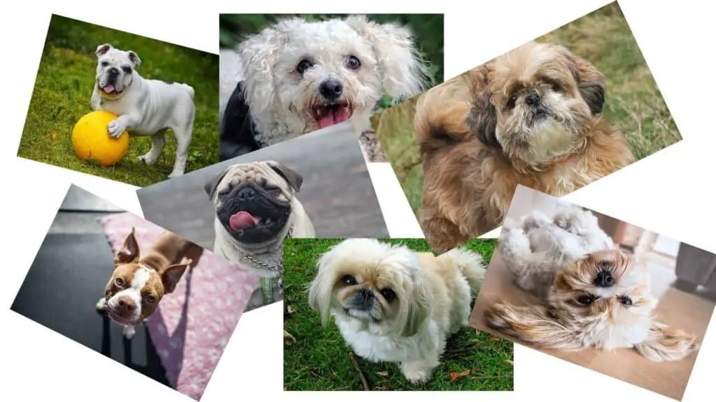 What dogs have breathing problems? Training buster