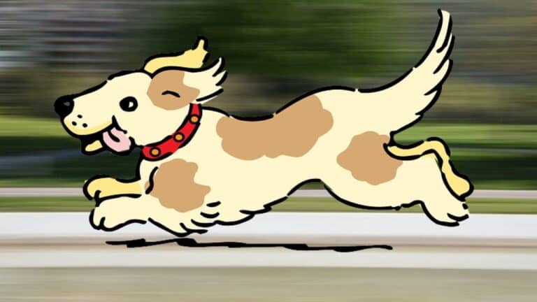 The fastest dog breeds that are built for speed - Training buster