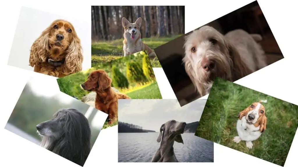 Dog Breeds with the Biggest Ears Training buster