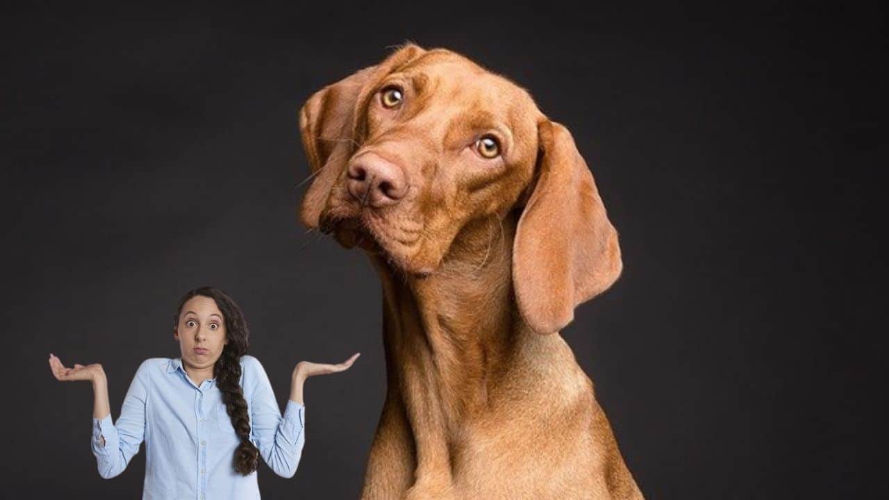 When do dogs become sexually active?